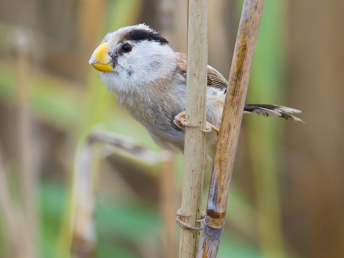 Cover paket Birdwatching